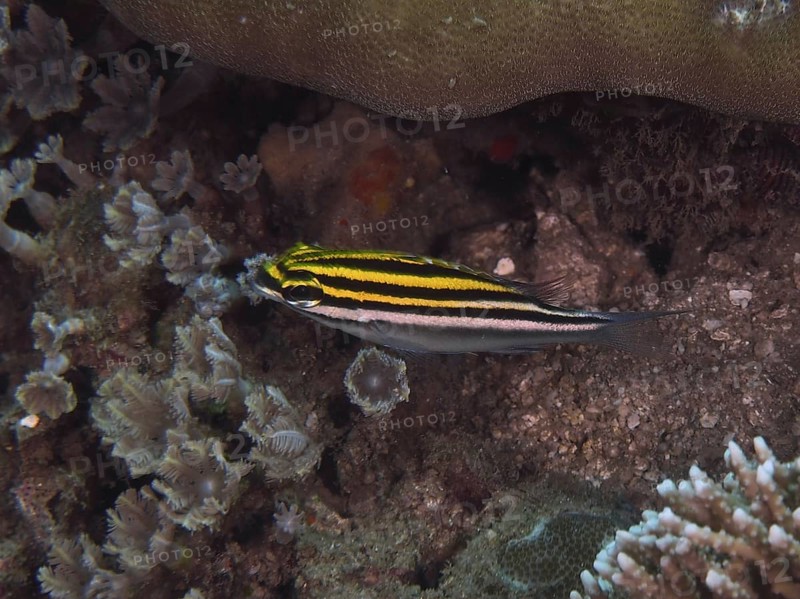 A striped fish, sash snapper (Scolopsis bilineata), swims over corals. Dive site Spice Reef, Penyapangan, Bali, Indonesia