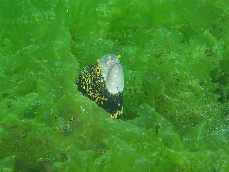 A curious moray eel, star-spotted moray (Echidna nebulosa), peers out from between the dense green algae. Dive site Secret Bay, Gilimanuk, Bali, Indonesia