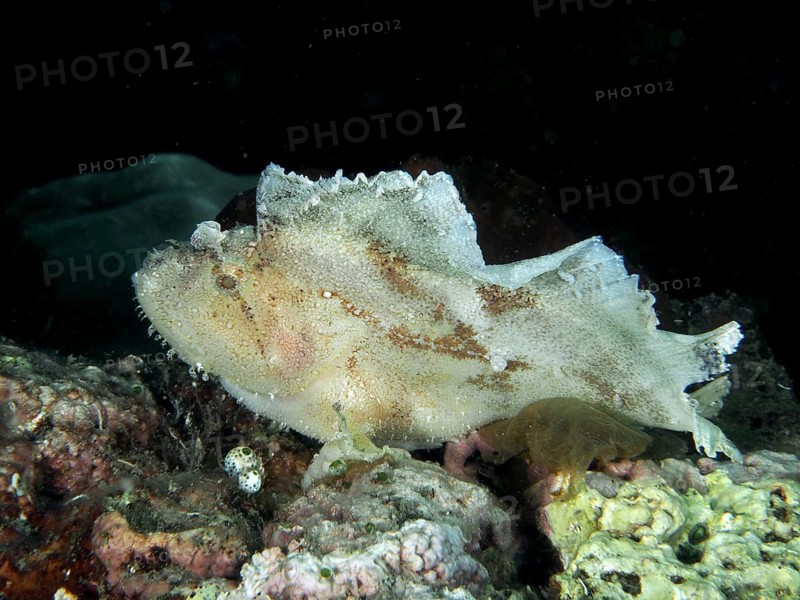 A white fish, rocking fish (Taenianotus triacanthus), on a coral reef. Dive site Pidada, Penyapangan, Bali, Indonesia
