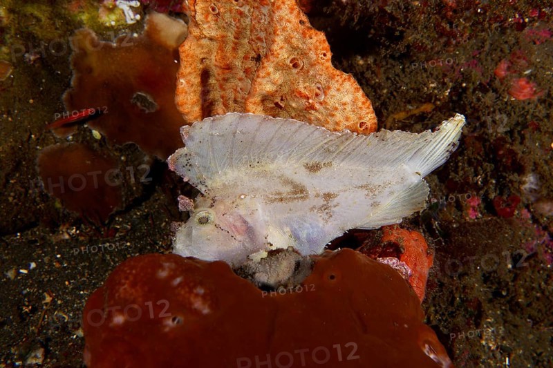 A white fish, rocking fish (Taenianotus triacanthus), rests between colourful corals on the seabed. Dive site USAT Liberty, Tulamben, Bali, Indonesia