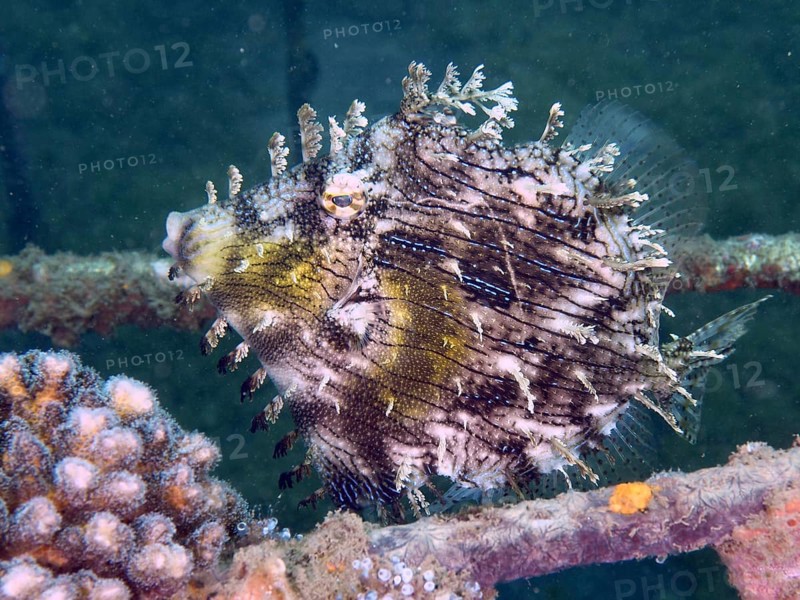 A camouflaged filefish with a fascinating pattern, jewellery filefish (Chaetodermis penicilligerus), swimming next to corals. Dive site Secret Bay, Gilimanuk, Bali, Indonesia