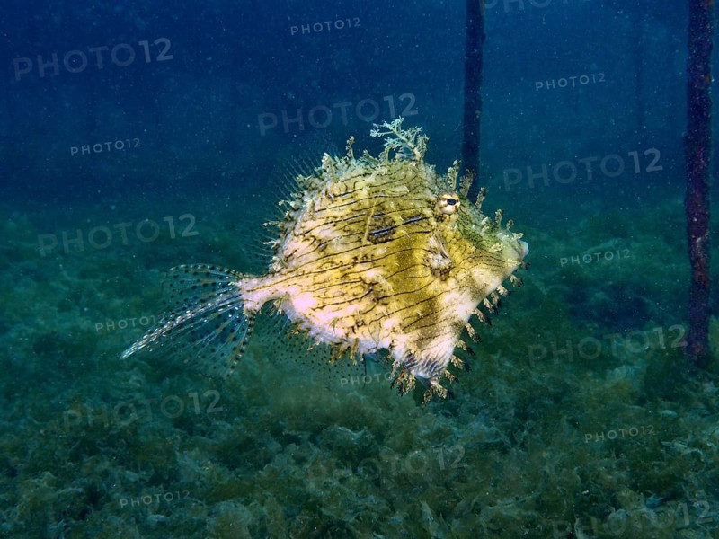 A single filefish, jewellery filefish (Chaetodermis penicilligerus), swims in clear water surrounded by dark blue. Dive site Secret Bay, Gilimanuk, Bali, Indonesia
