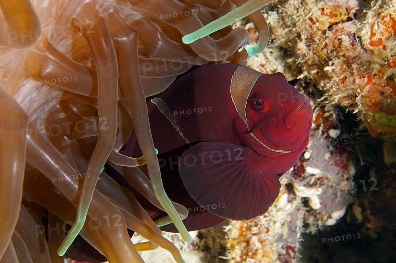 Red fish, velvet anemonefish, spiny anemonefish (Amphiprion biaculeatus), hiding between the tentacles of a brown sea anemone in a coral reef. Dive site Coral Garden, Menjangan, Bali, Indonesia