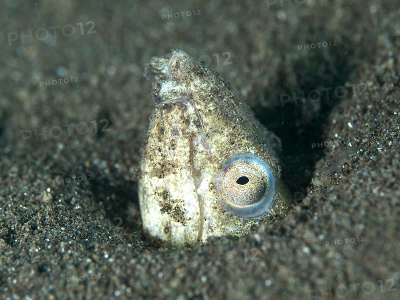 A snake eel, sand snake eel (Ophichthus altipennis) hiding in the sand. Dive site House Reef, Penyapangan, Bali, Indonesia