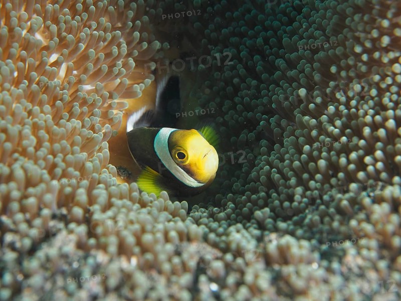 A clownfish, saddle spot anemonefish (Amphiprion polymnus), hides between the tentacles of an anemone in the sea. Dive site Puri Jati, Umeanyar, Bali, Indonesia
