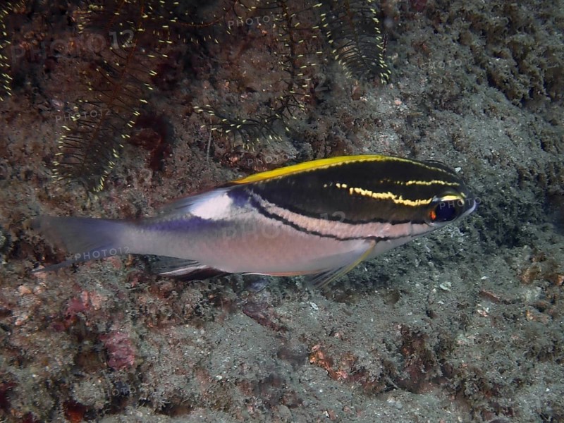 A fish with yellow-black stripes, sash snapper (Scolopsis bilineata), swims along the seabed. Dive site Prapat, Penyapangan, Bali, Indonesia