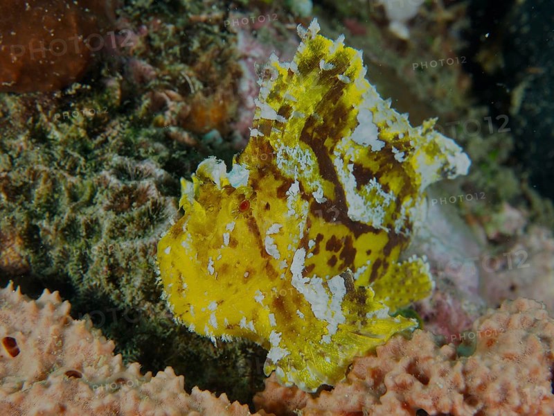 A yellow camouflaged fish, rocking fish (Taenianotus triacanthus), rests on corals. Dive site Pidada, Penyapangan, Bali, Indonesia