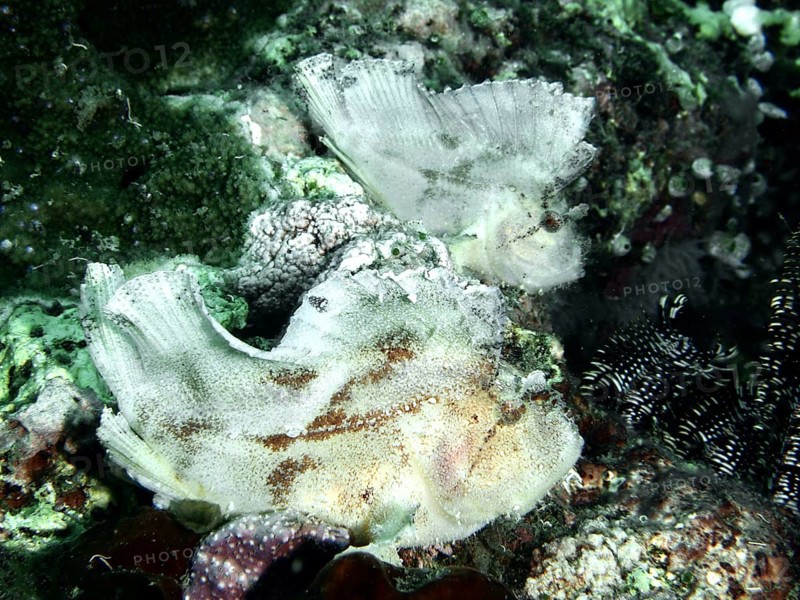 A pale-coloured fish, a rocking fish (Taenianotus triacanthus), on a structured coral reef. Dive site Pidada, Penyapangan, Bali, Indonesia
