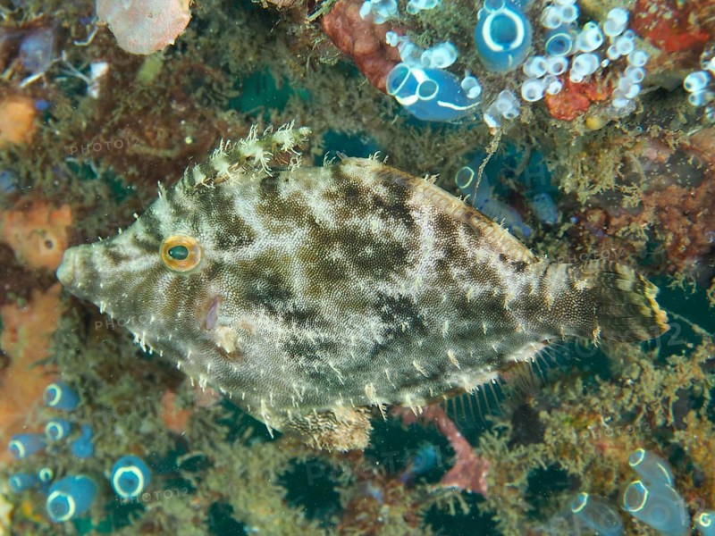 A fish with complex patterns, seagrass filefish (Acreichthys tomentosus), surrounded by corals and marine plants. Dive site Secret Bay, Gilimanuk, Bali, Indonesia