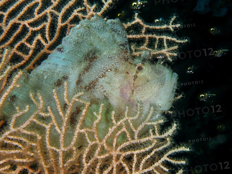 Camouflaged fish, rocking fish (Taenianotus triacanthus) in a soft coral. Dive site Pidada, Penyapangan, Bali, Indonesia