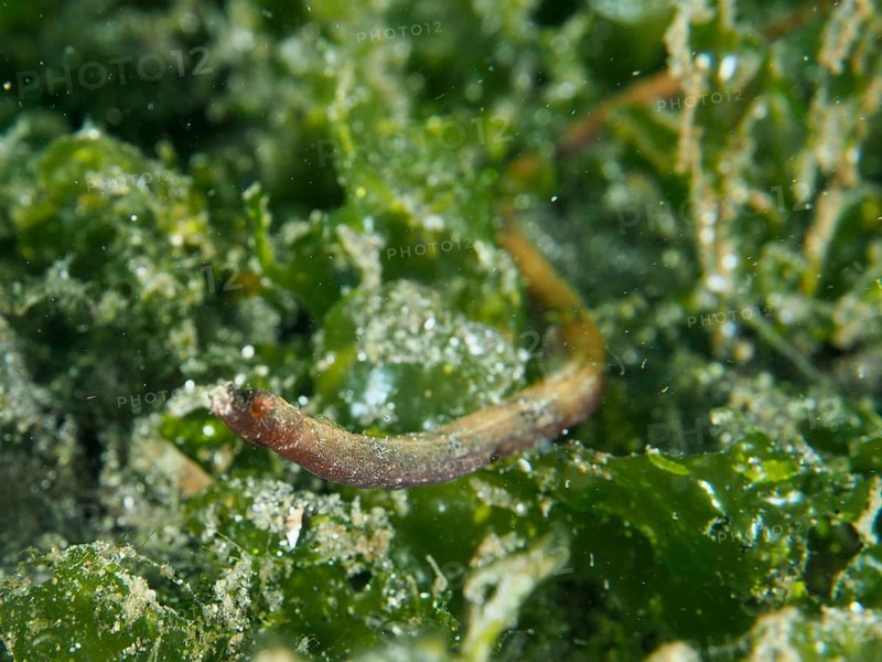 A Nilsson's pipefish, spiny-snouted pipefish (Halicampus spinirostris) in the shelter of lush seaweed. Dive site Secret Bay, Gilimanuk, Bali, Indonesia