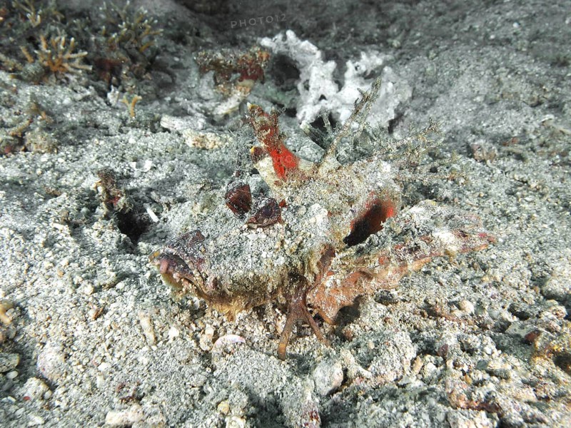 A camouflaged spiny devil fish (Inimicus didactylus) lies almost invisible on the sandy seabed. Dive site Pidada, Penyapangan, Bali, Indonesia