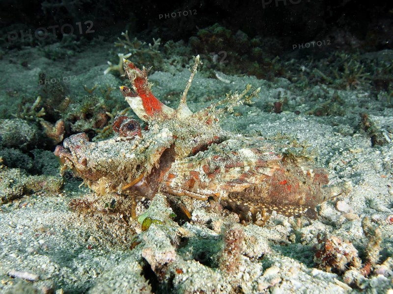 A spiny devil fish (Inimicus didactylus) camouflages itself perfectly in the sandy and rocky seabed. Dive site Pidada, Penyapangan, Bali, Indonesia