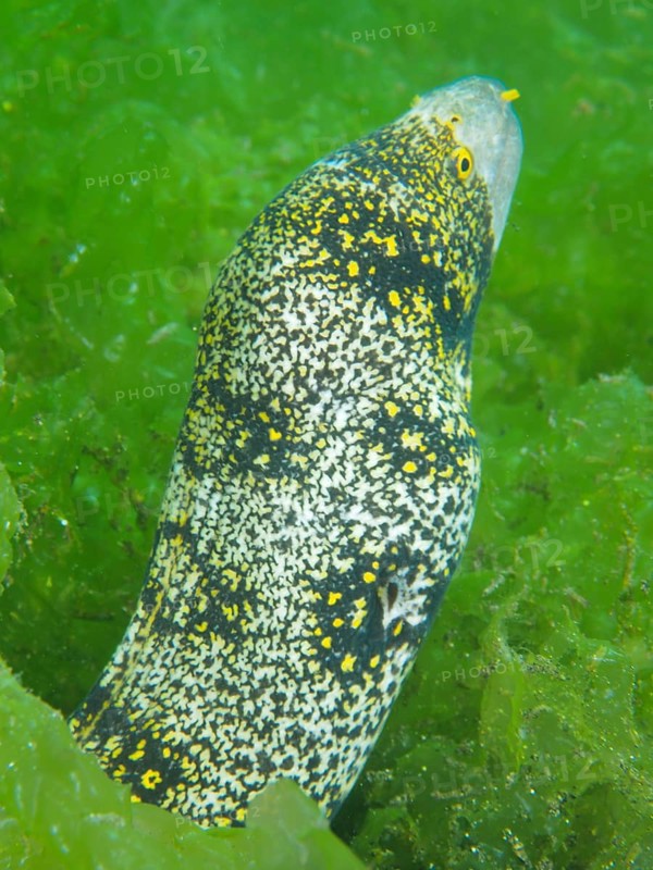 A moray eel, star-spotted moray (Echidna nebulosa), in the green seaweed sea shows its spotted scales. Dive site Secret Bay, Gilimanuk, Bali, Indonesia