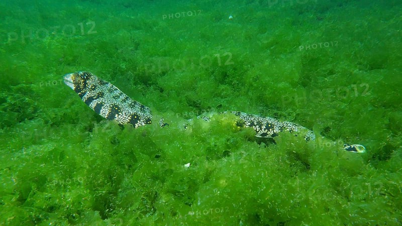 An elongated moray eel, star-spotted moray eel (Echidna nebulosa), moves hidden through dense algae. Dive site Secret Bay, Gilimanuk, Bali, Indonesia