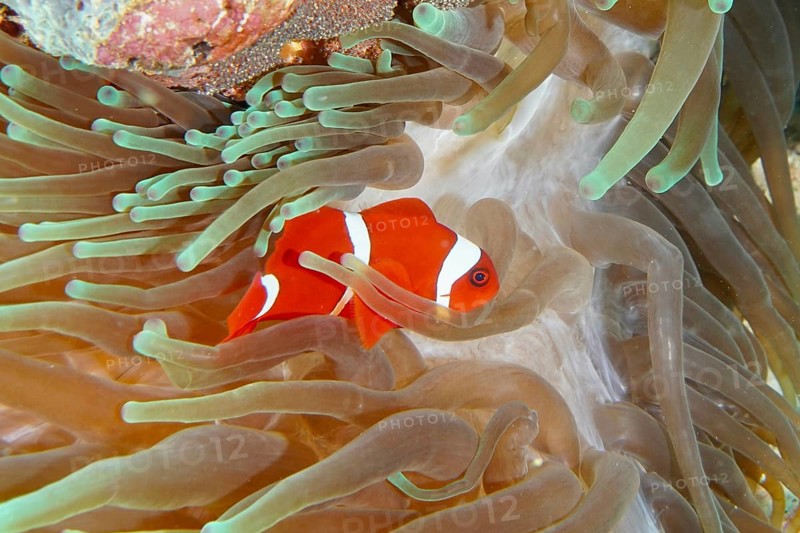 Orange skunk clownfish with white stripes, velvet anemonefish, spiny anemonefish (Amphiprion biaculeatus), juvenile, between green tentacles of a sea anemone in a reef. Dive site Coral Garden, Menjangan, Bali, Indonesia