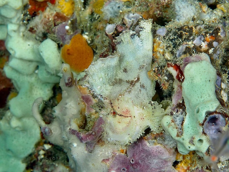 Camouflaged fish, rocking fish (Taenianotus triacanthus), almost invisible between colourful corals and sponges. Dive site Close Encounters, Permuteran, Bali, Indonesia
