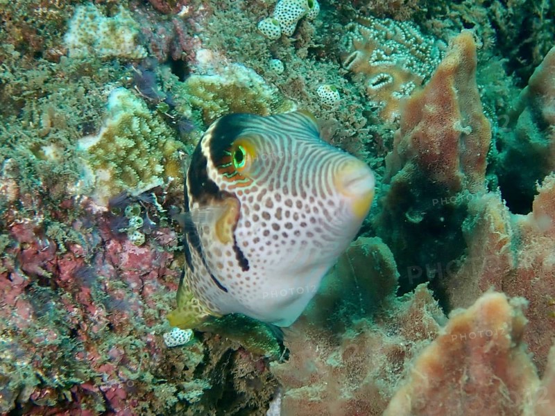 A colourful pufferfish with a striking pattern, saddle point pufferfish (Canthigaster valentini), swims between corals. Dive site Prapat, Penyapangan, Bali, Indonesia