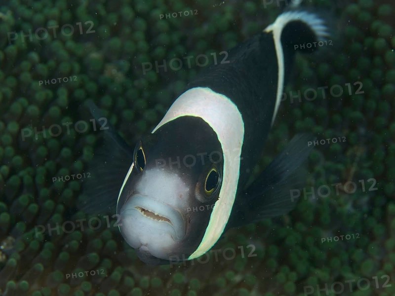 A fish with a striking black and white pattern, saddle spot anemonefish (Amphiprion polymnus), swims above a sea anemone. Dive site House Reef, Penyapangan, Bali, Indonesia
