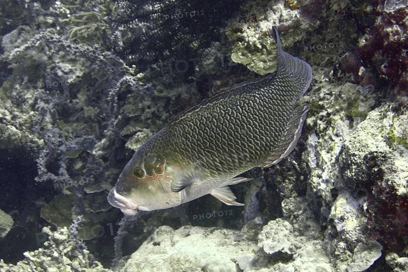 Fish with dark, textured scales, black-eyed fatlip (Hemigymnus melapterus), swimming near a reef. Dive site Coral Garden, Menjangan, Bali, Indonesia