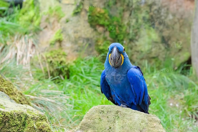 A hyacinth macaw (Anodorhynchus hyacinthinus) sits on a rock lying on a green meadow. Central and eastern South America