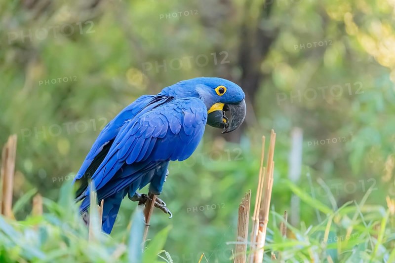 A hyacinth macaw (Anodorhynchus hyacinthinus) sits in dense green vegetation. Central and eastern South America