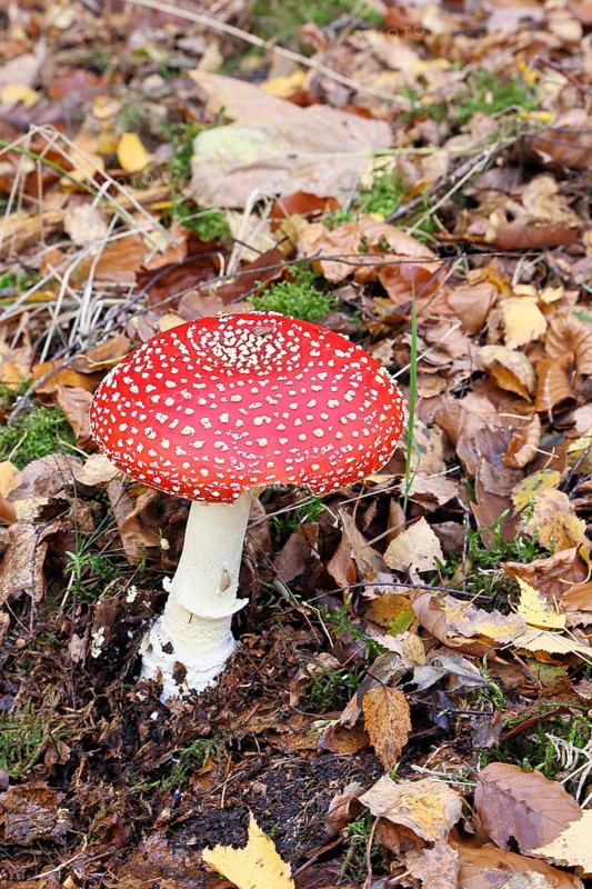 Red fly agaric (Amanita muscaria), fruiting body, in autumn leaves, close-up, Wilnsdorf, North Rhine-Westphalia, Germany