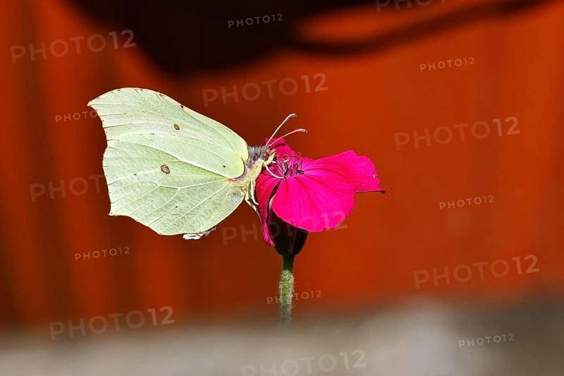 Lemon butterfly (Gonepteryx rhamny) on crown campion (Lychnis coronaria), in a nature garden, Wilnsdorf, North Rhine-Westphalia, Germany