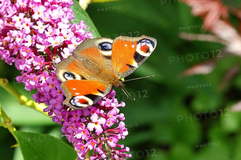 Peacock butterfly (Inachis io) sucking nectar on butterfly bush (Buddleja davidii), in a natural environment in the wild, close-up, wildlife, insects, butterflies, butterflies, Wilnsdorf, North Rhine-Westphalia, Germany