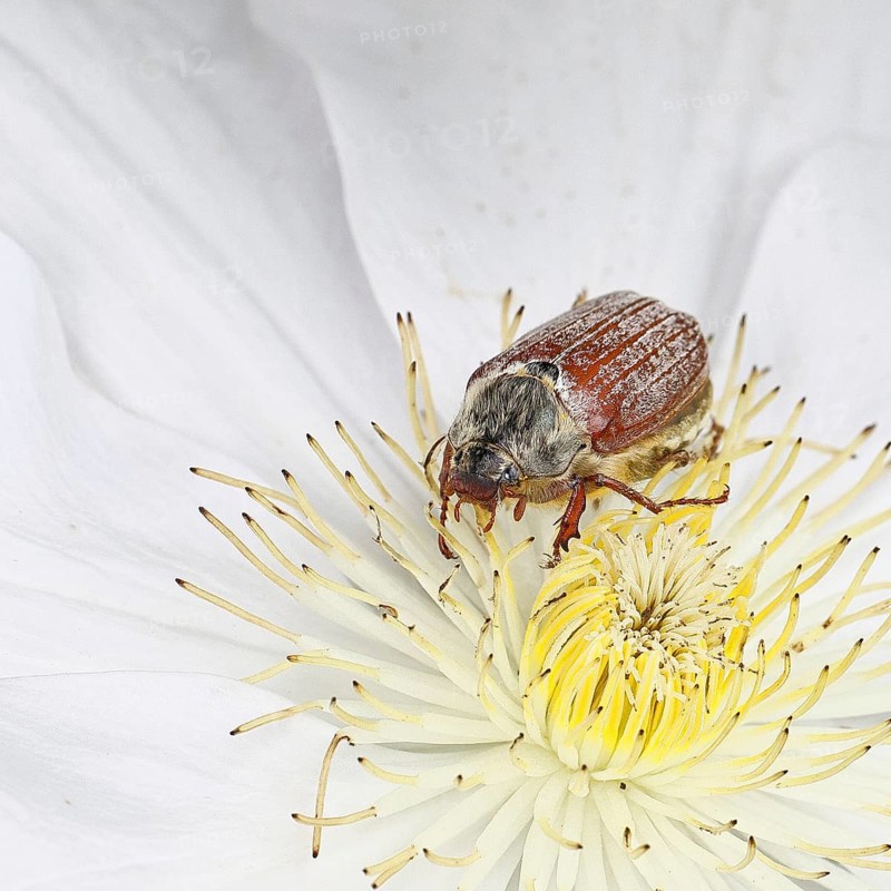 Cockchafer, field cockchafer (Melolontha melolontha), female on a clematis flower, Wilnsdorf, North Rhine-Westphalia, Germany