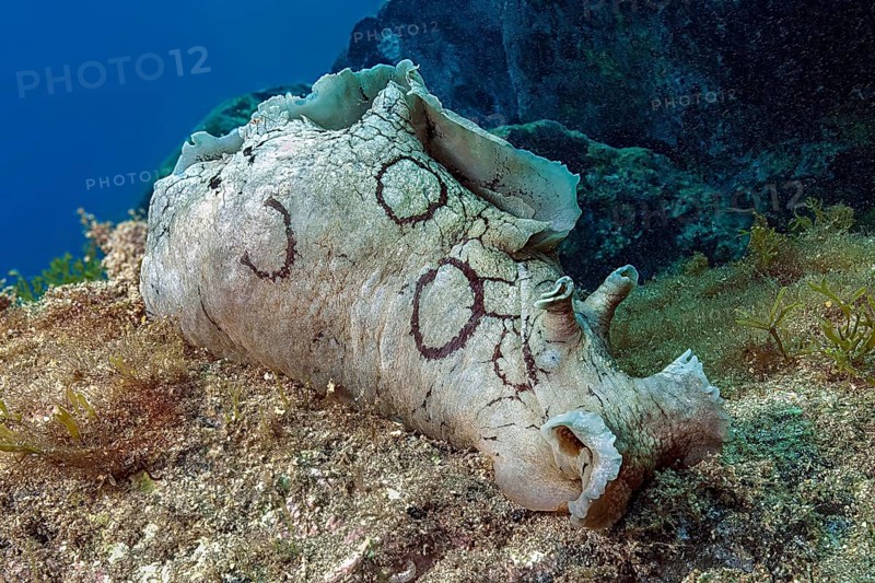 Underwater photo close-up of Spotted sea hare (Aplysia dactylomela) Spotted sea hare large nudibranch crawling over rock covered with hydrozoa and algae, East Atlantic, Fuerteventura, Canary Islands Canary Islands, Spain