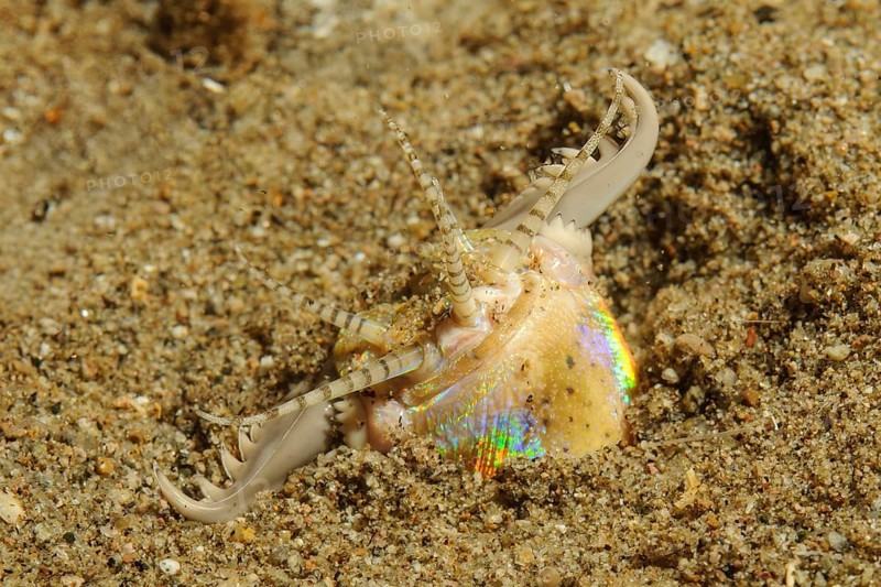 Underwater photo extreme close-up of head of giant bristle worm (Eunice aphroditois) colloquially known as bobbit worm without has no eyes protrudes from sandy seabed extends antennae threatens with serrated claws waits for prey, Pacific Ocean, Philippine Sea, Philippines
