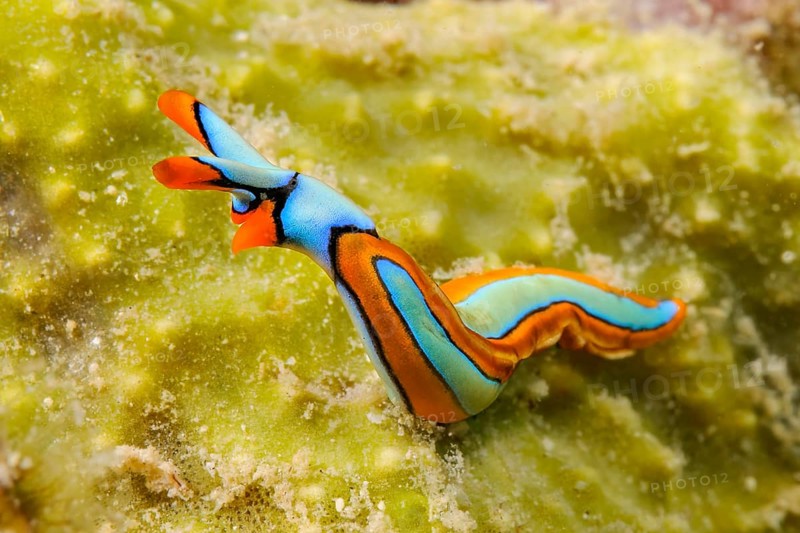 Nudibranch lines Thuridilla (Thuridilla lineolata) colloquially orange-edged sucker raises head and looks out, Pacific Ocean, Philippine Sea, Bohol, Philippines