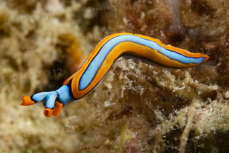 Nudibranch Line Thuridilla (Thuridilla lineolata) colloquially known as orange-edge sucker, Pacific Ocean, Philippine Sea, Bohol, Philippines