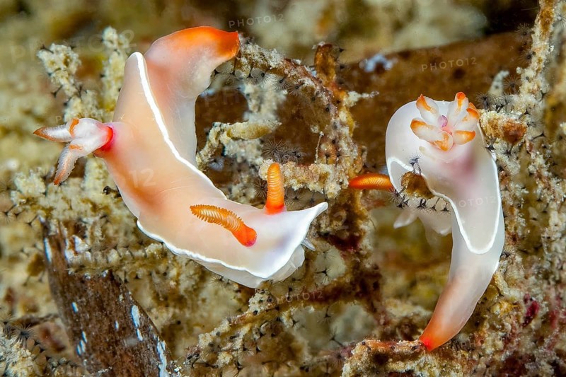 Underwater photo extreme close-up of two nudibranchs Bullocks Hypselodoris (Hypselodoris bullockii) Magnificent star snails crawling over coral branches with outstretched polyps, West Pacific, Philippine Sea, Philippines