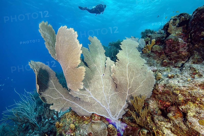 Large fan coral (Gorgonia flabellum) horn coral in Caribbean coral reef, in the background silhouette of diver, Caribbean, Bahamas