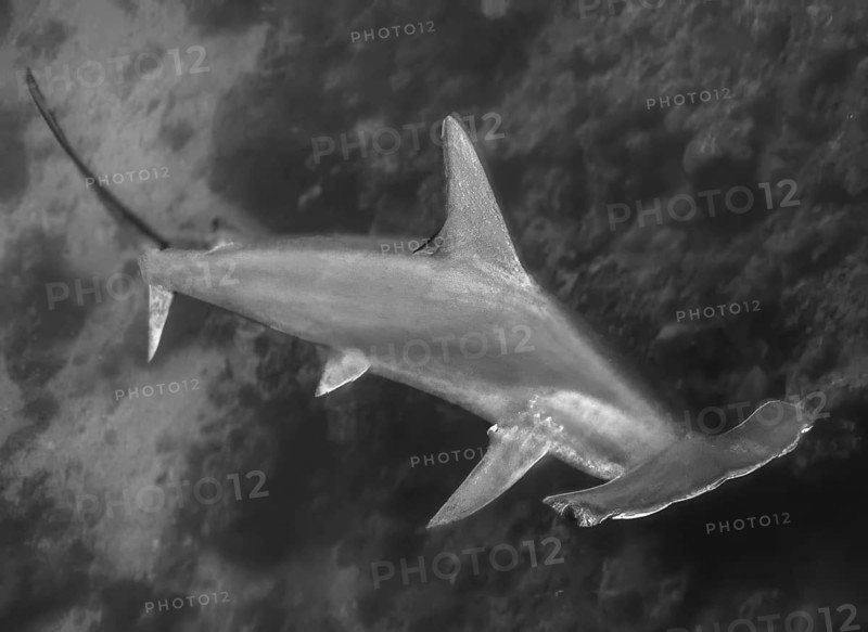Dynamic underwater photo Black and white image of hammerhead shark (Sphyrnidae) swimming quickly past viewer in front of coral reef, Red Sea