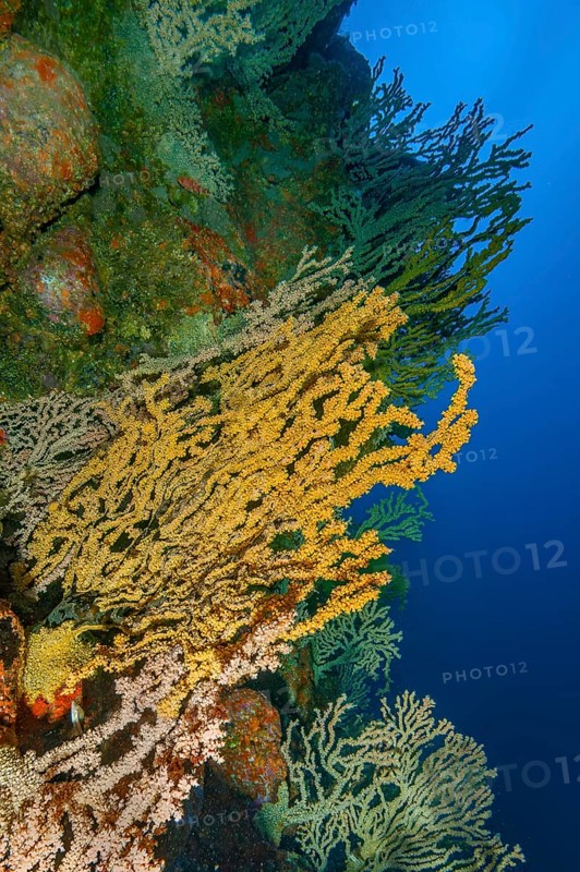 False Black coral (Savalia savaglia) Crust anemone Gold coral synonym (Gerardia savaglia) grows on cliff face of rocky reef of volcanic origin in early Earth history, Eastern Atlantic, Canary Islands, Spain