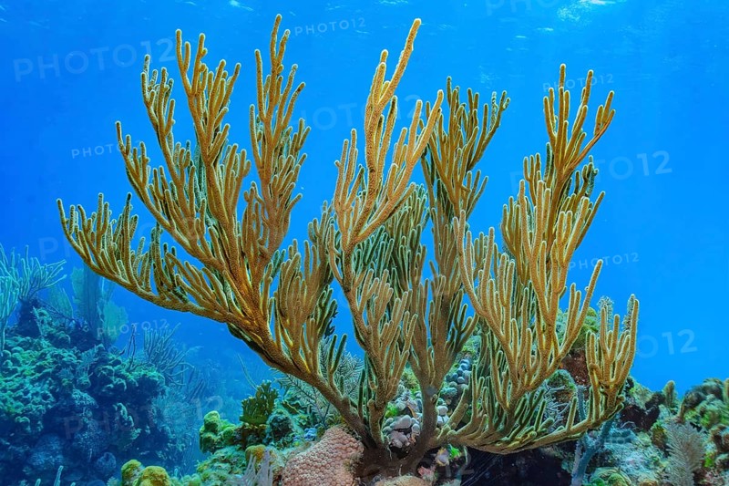 Underwater photo of Caribbean horn coral (Eunicella racemosa) Horn coral species growing in intact healthy coral reef, Caribbean, Bahamas