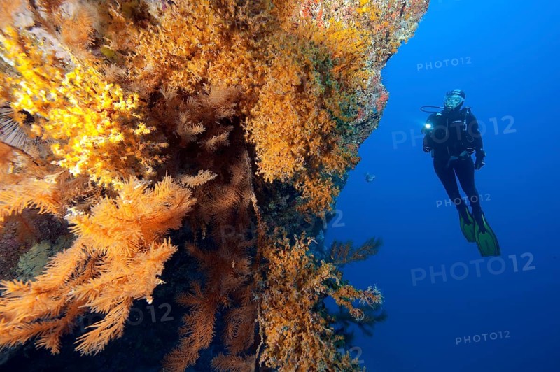Diver looking at steep rock face of lava rock reef with colony of Macaronesian encrusting anemone (Antipathozoanthus macaronesicus) and Black coral (Antipathella wollastoni) on the left, East Atlantic, Fuerteventura, Canary Islands, Spain