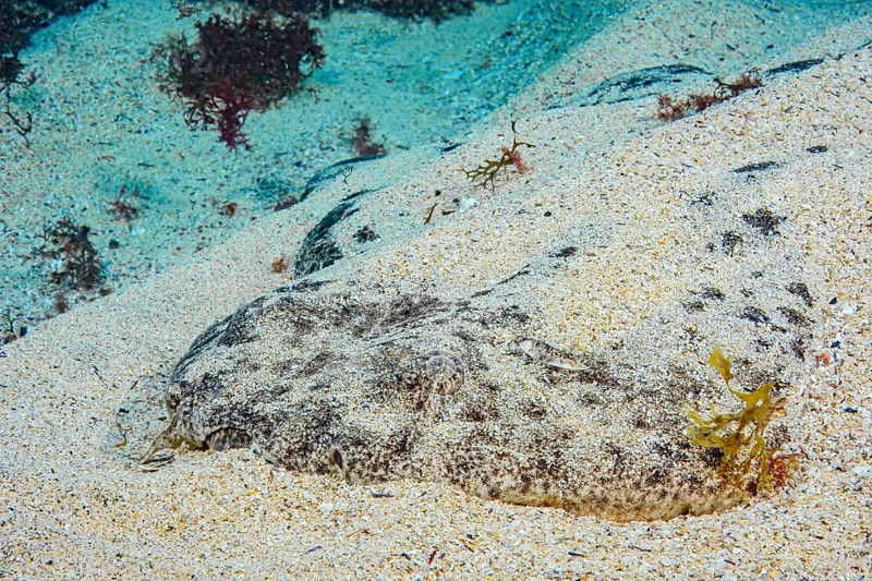Underwater photo Close-up of front body of Common Angelshark (Squatina squatina) colloquially known as sea angel Predator lies on sandy seabed Lurking hunter has covered itself with sand for camouflage is well camouflaged, East Atlantic, Canary Islands, Spain