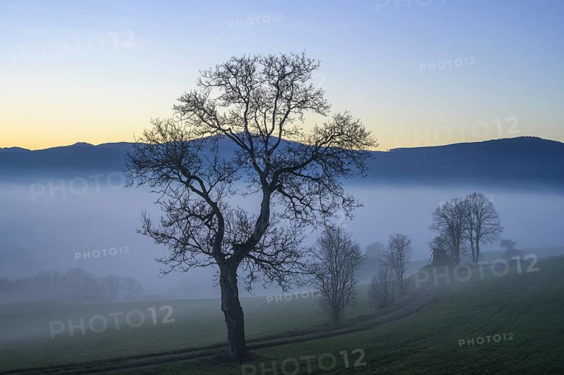 Blue hour trees in fog at Kremesberg, Pottenstein, Lower Austria, Austria