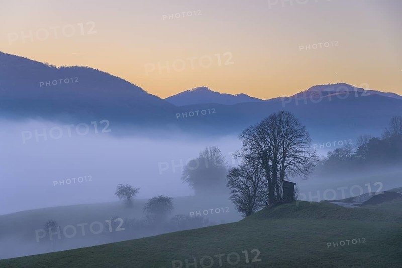 Blue hour trees and hunting ground in fog at Kremesberg, Pottenstein, Lower Austria, Austria