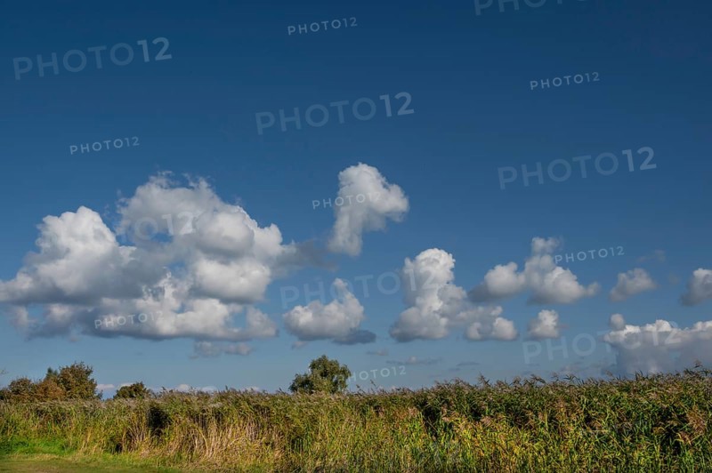 Reed, thatch (Phragmites australis) in the Bodden landscape, cloudy sky, Ahrenshoop, Darß, Mecklenburg-Western Pomerania, Germany