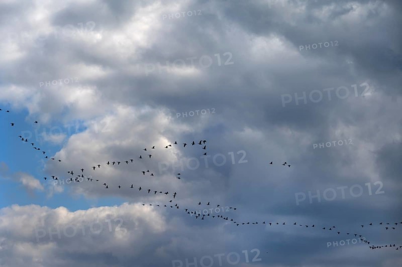 Wild geese (Anser anser) flying in formation under rain clouds (Nimbostratus) at the Darß, Mecklenburg-Vorpommern, Germany