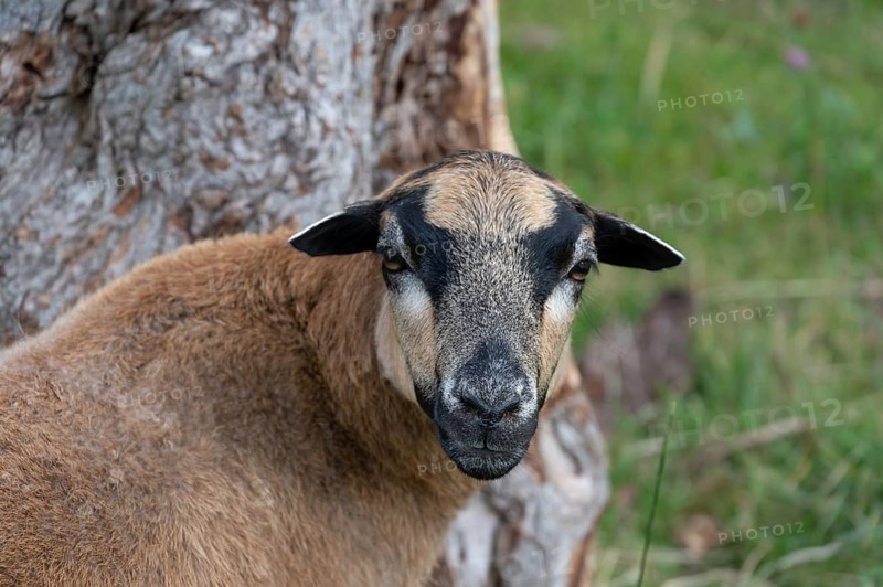Portrait of a Cameroon sheep, Darß, Mecklenburg-Western Pomerania, Germany