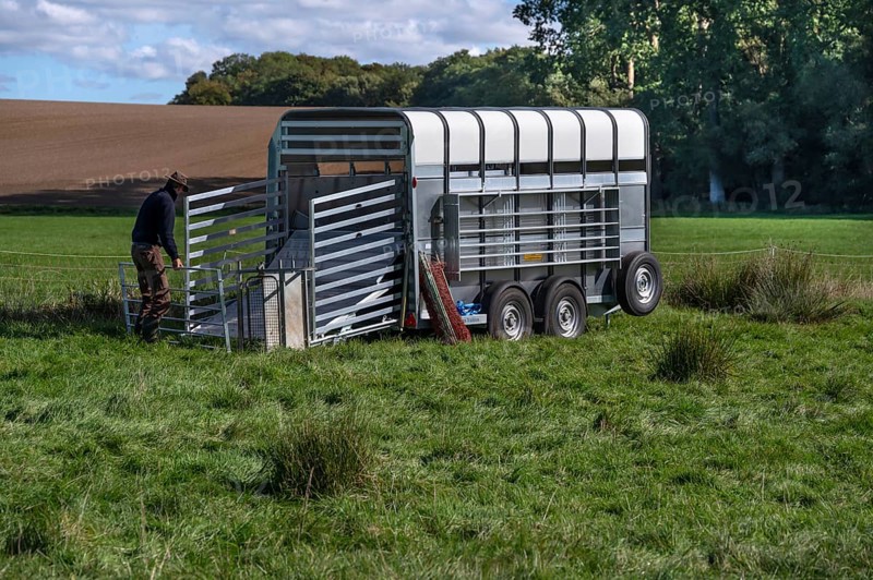 Young shepherd builds a ferch for his sheep on his animal transporter in the pasture, Rehna, Mecklenburg-Western Pomerania, Germany