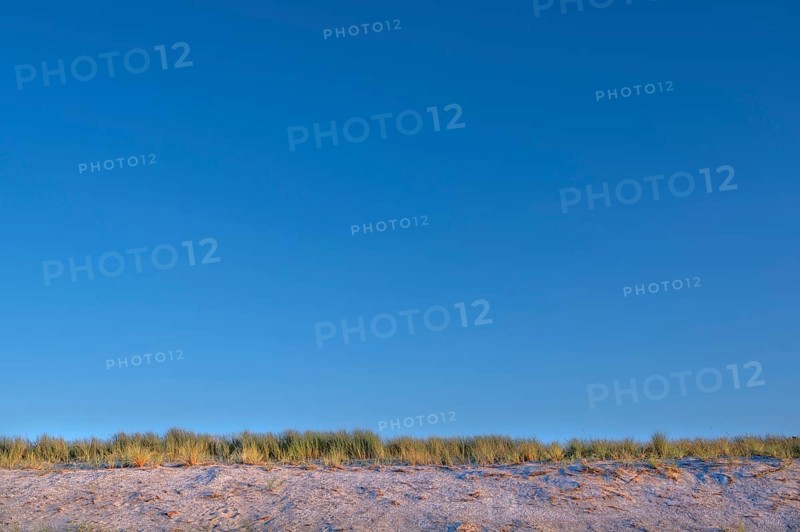 Beach grass (Ammophila) on the Baltic Sea beach, blue sky, Darß, Mecklenburg-Vorpommern, Germany