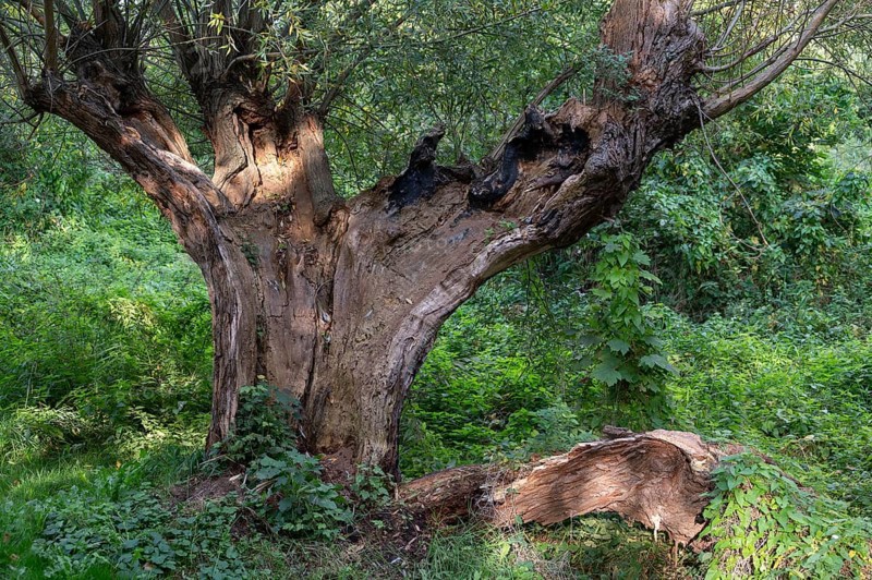 Old willow tree (Salix) split by lightning, Ahrenshoop, Darß, Mecklenburg-Western Pomerania, Germany
