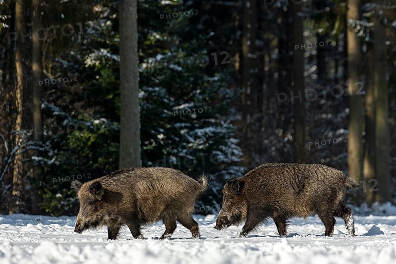 Wild boar boar (Sus scrofa) following a brook in winter, snow, Germany